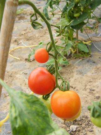 Castlefarm - Tomatoes